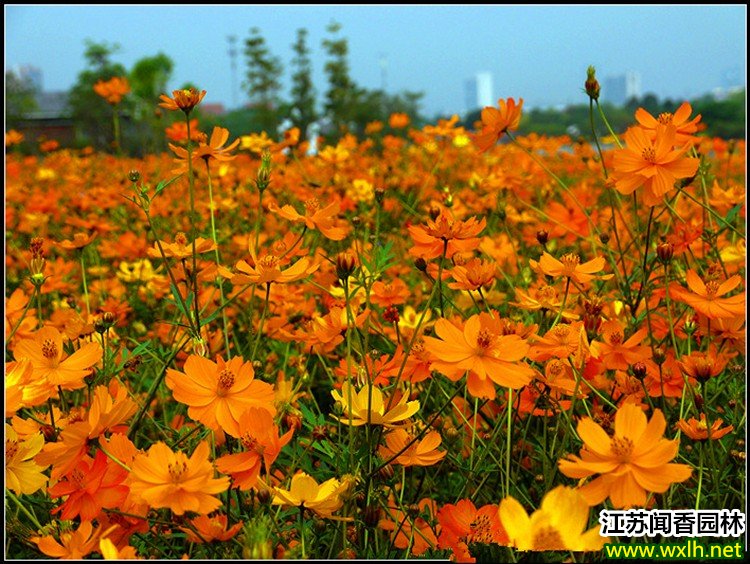 硫华菊花种子图片